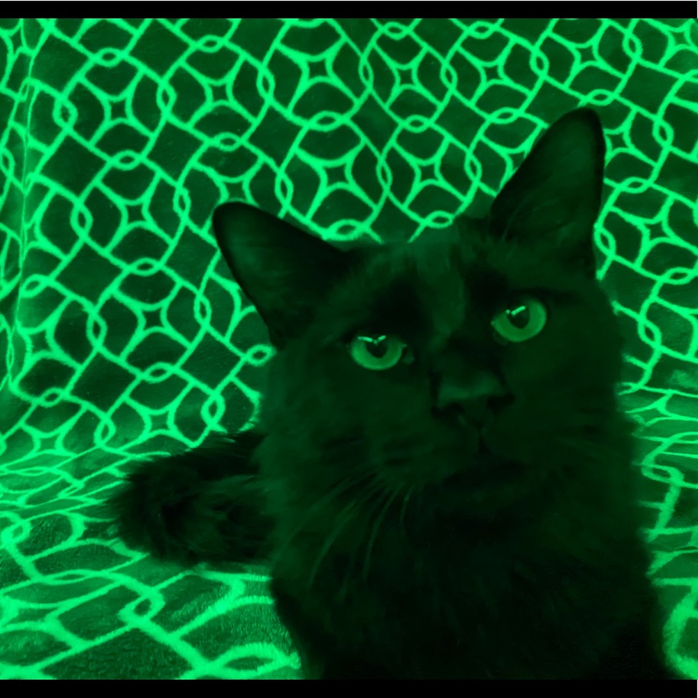 Meet your Posher, Lola